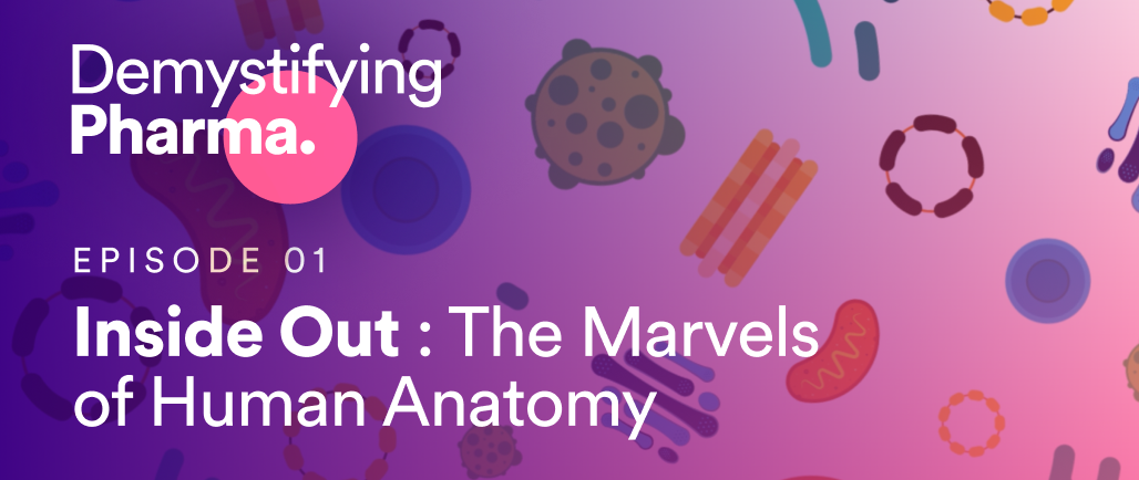 Inside Out - The Marvels of Human Anatomy